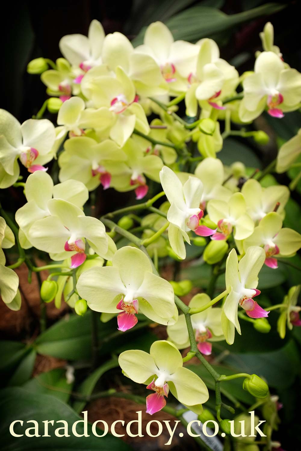 The Singapore Botanic Gardens, Singapore