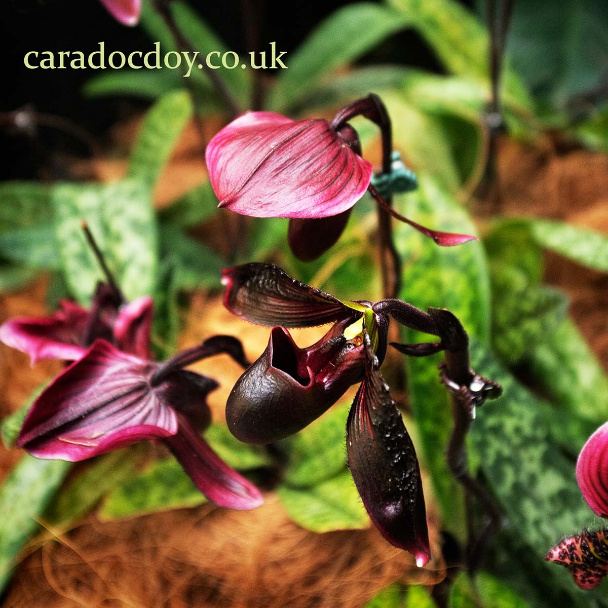 Carnivorous plant at the Singapore Botanic Gardens