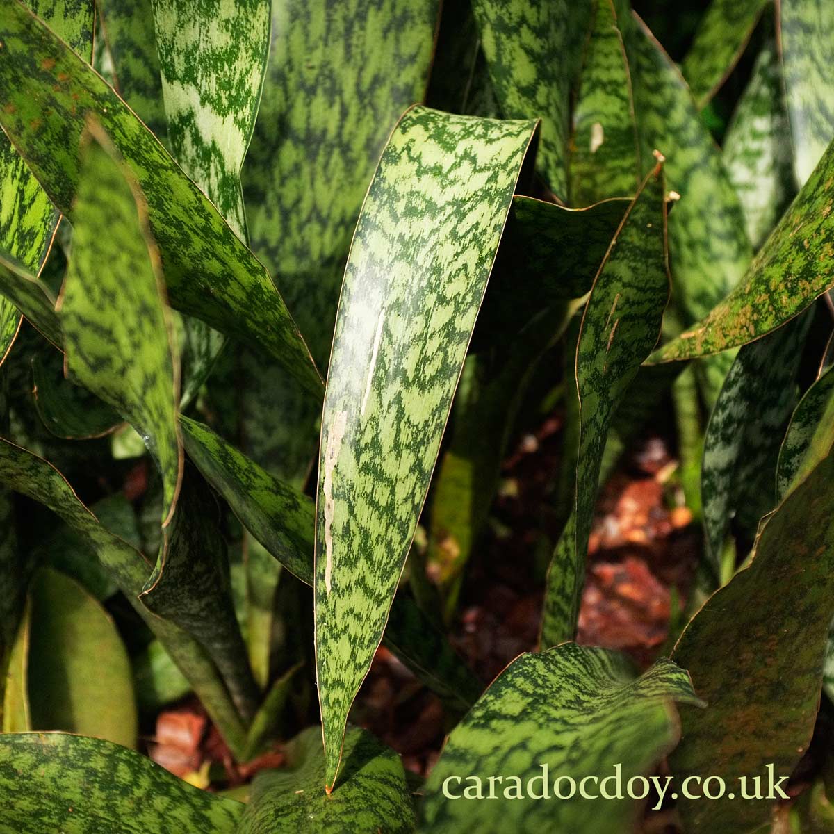 Mother-in-Law's plant at the Singapore Botanic Gardens, Singapore