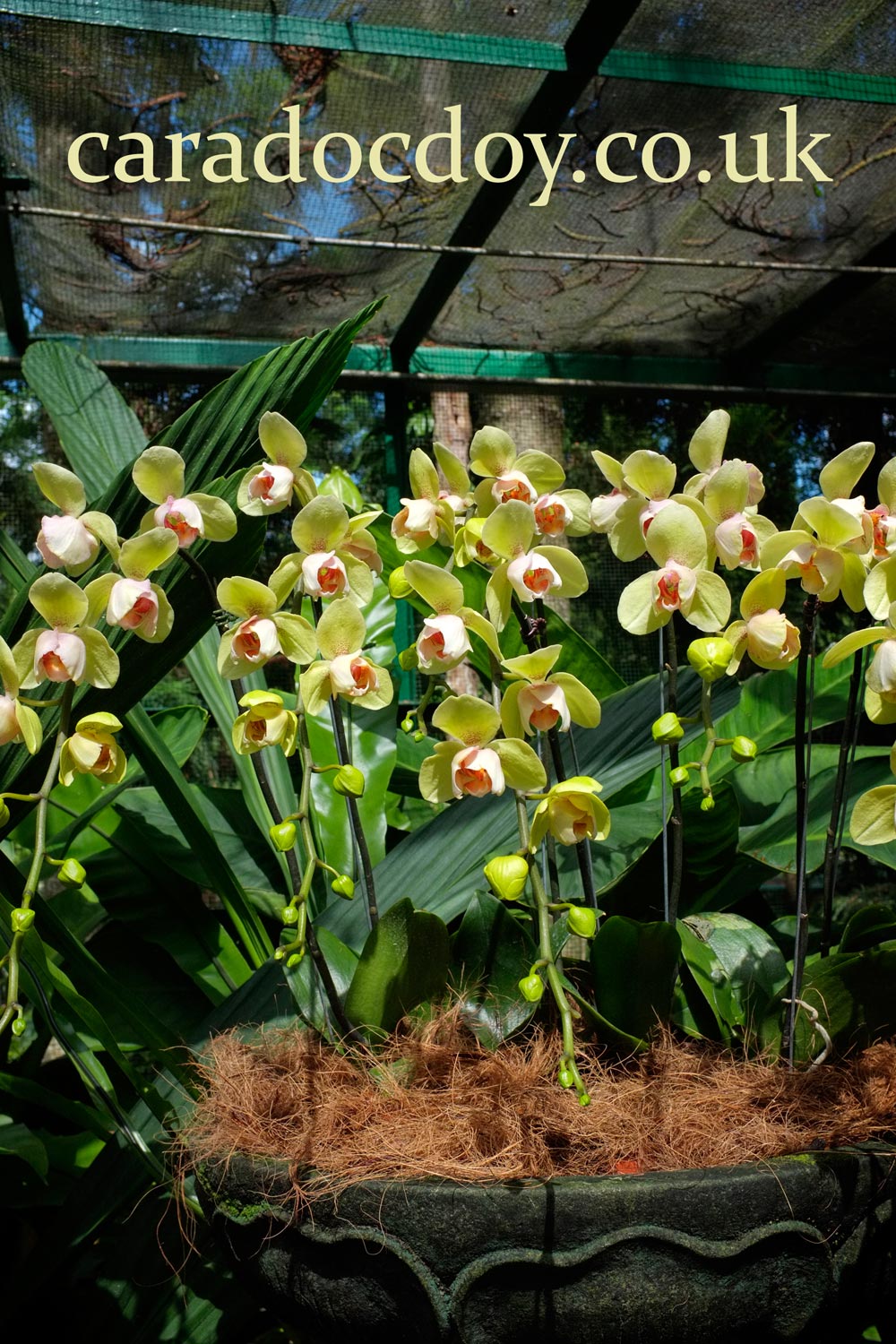 The Singapore Botanic Gardens, Singapore